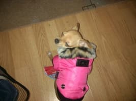 chihuahua habillé avec doudoune à capuche rose