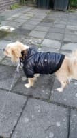 chien porte manteau hiver