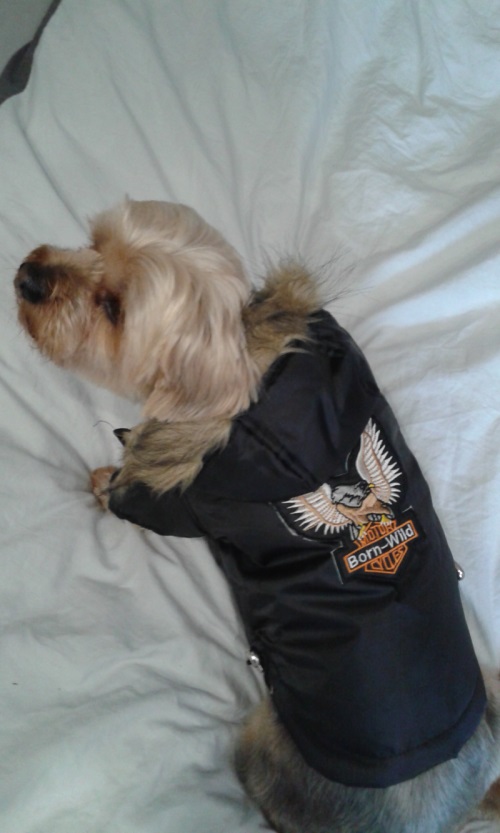 doudoune motard pour petit chien