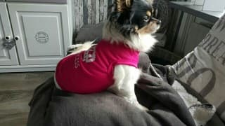 t-shirt princesse rose pour chien