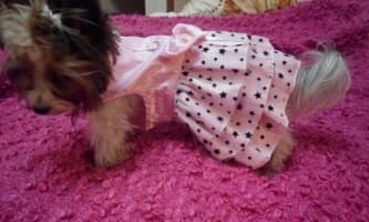 robe étoilée pour chienne