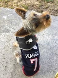 maillot des bleus pour chien