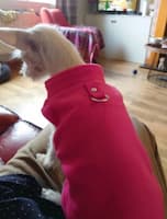 manteau polaire pour petit chien