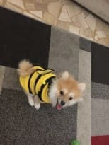 chien habillé en costume d'abeille