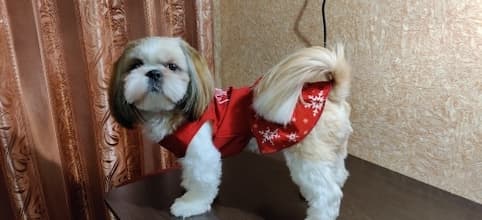 robe de fête de Noël pour chien