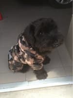 imperméable pour chiot