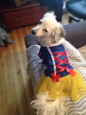 robe blanche-neige pour animal