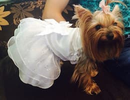 robe blanche à strass pour chien