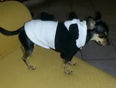 chien déguisé en panda