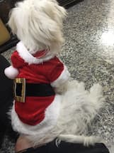 déguisement de noel pour caniche