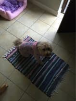 vêtement contre la pluie pour chien
