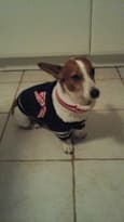 jack russel porte un pull tricot