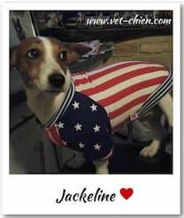 chien jack russel habillé avec ce vêtement