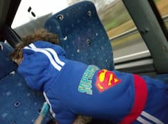 tenue de sport à 4 pattes