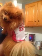 maillot chicago bulls pour chien