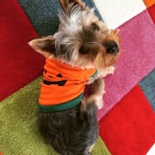 habit halloween pour petit chien