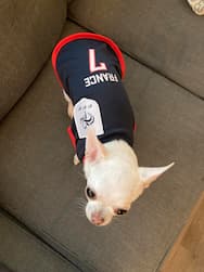 manteau chien psg