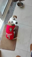 chien porte maillot des joueurs de foot du Portugal