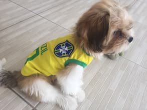 maillot du brésil pour chien