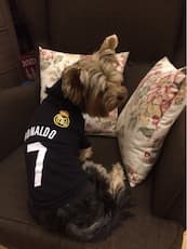 t-shirt football pour petit chien
