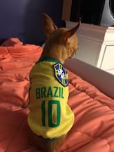 maillot jaune du brésil pour petit chien