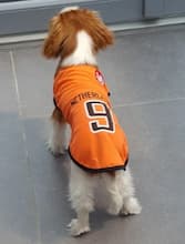 tee-shirt orange de foot pour chien