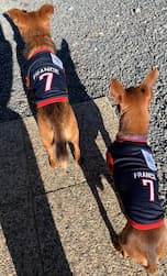 maillot foot pour chien