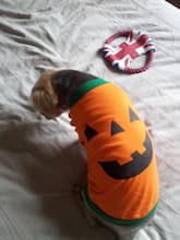 habit fête d'halloween pour petit chien