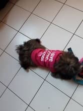 t-shirt rose petit chien