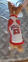 maillot basket NBA pour petit chien