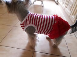 t-shirt rayé avec froufrou pour femelle