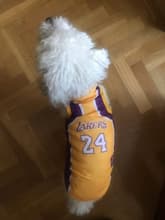 maillot pour chien équipe de basket US