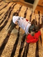 t-shirt love pour pinscher nain