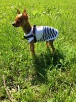 t-shirt rayé marin pour petit chien