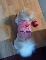 t-shirt imprimé et strass pour chien