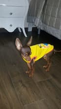 t-shirt motif minions sur chihuahua