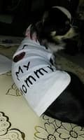 t-shirt d'été pour chien