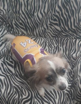 maillot lakers pour chien