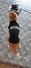 t-shirt chef pour chien