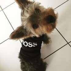 vêtement boss pour chien