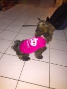 t-shirt rose princesse pour chien