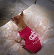 débardeur rose princesse pour chien