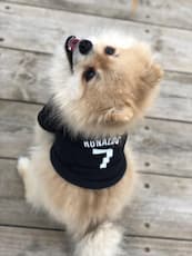 maillot football ronaldo pour chien