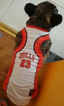 maillot de basketball des bulls pour chien