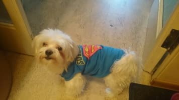 débardeur bleu superman pour chien