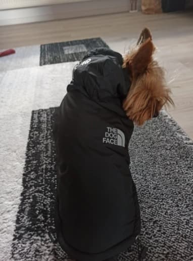 manteau hiver dog face pour petit chien