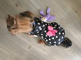 doudoune petit chien
