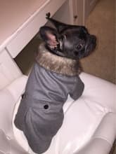 manteau classe avec gros col fourrure pour chien