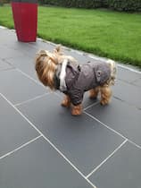 manteau chaud pour petit chien