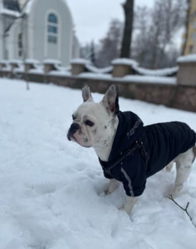 manteau dog face pour le froid